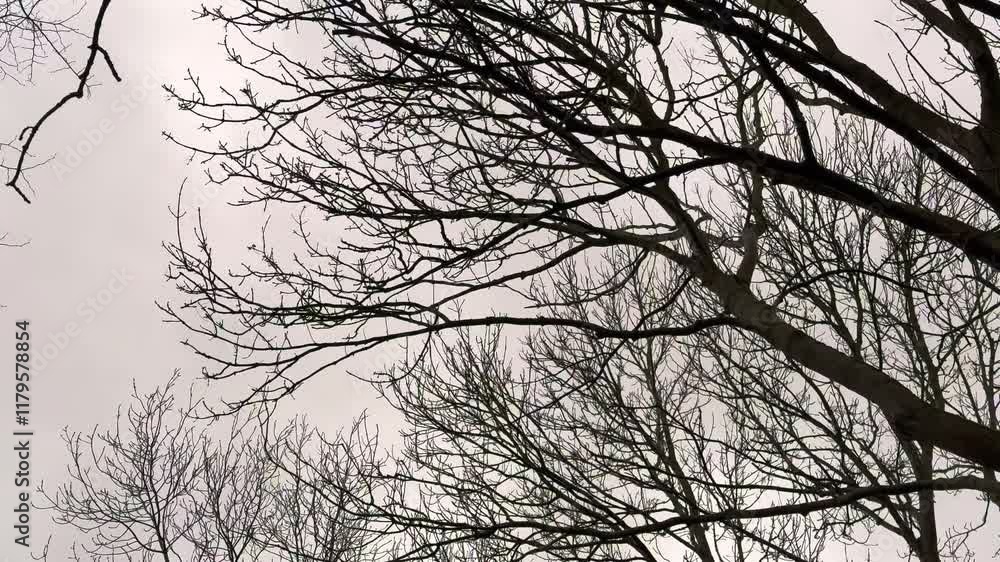 Bare trees with thin branches waving in the wind in the evening - poetic and spooky background - travel photography Bare trees with thin branches waving in the wind in the evening - poetic and spooky background - travel photography
