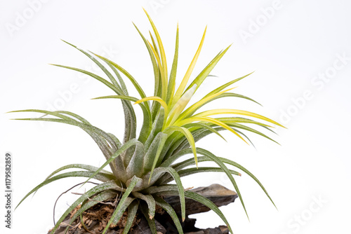 開花直前のエアプランツ