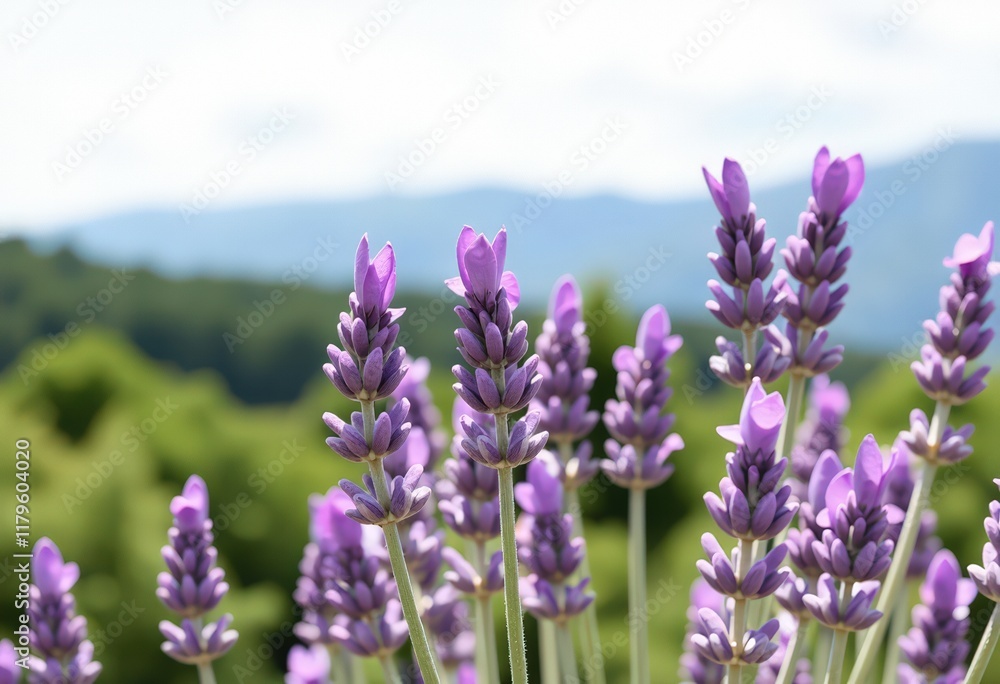 Fototapeta premium lavender field in region