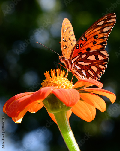 fritillary butterfly on orange mum flower photo