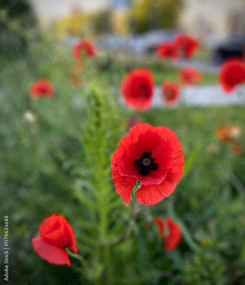 Obraz premium red poppy in the field