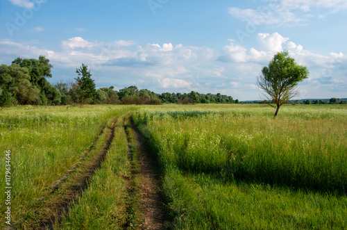 Road in the meadow with tree on the right 