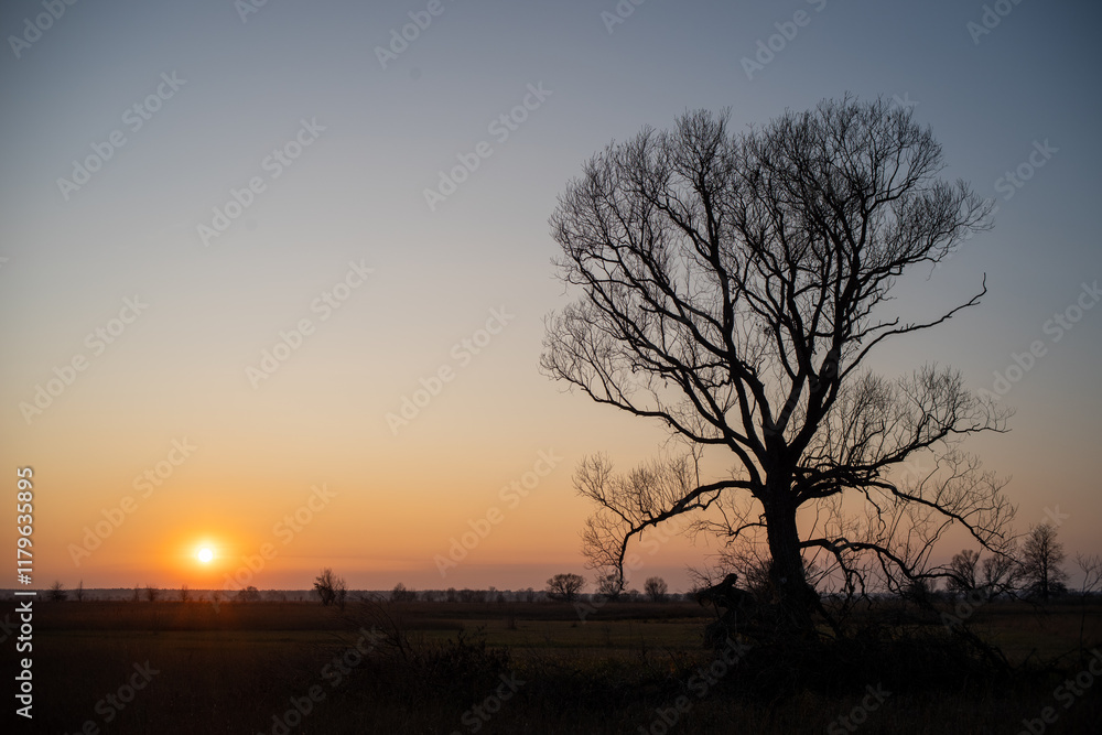 sunset in the woods