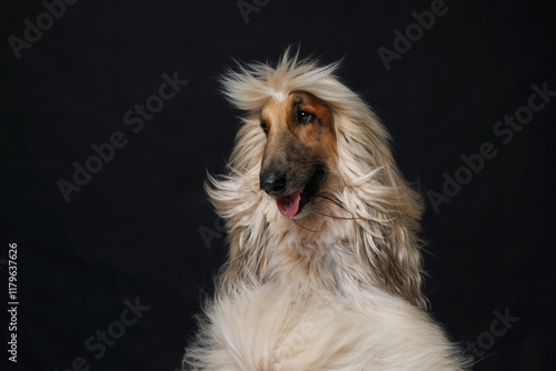 Fotografie dog with a lush long coat on a black background