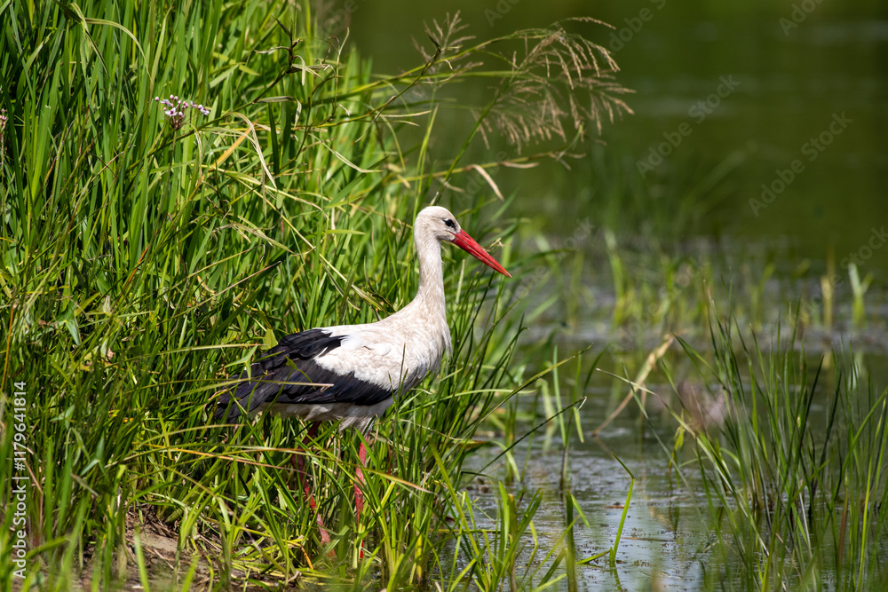 Naklejka premium white stork in the grass
