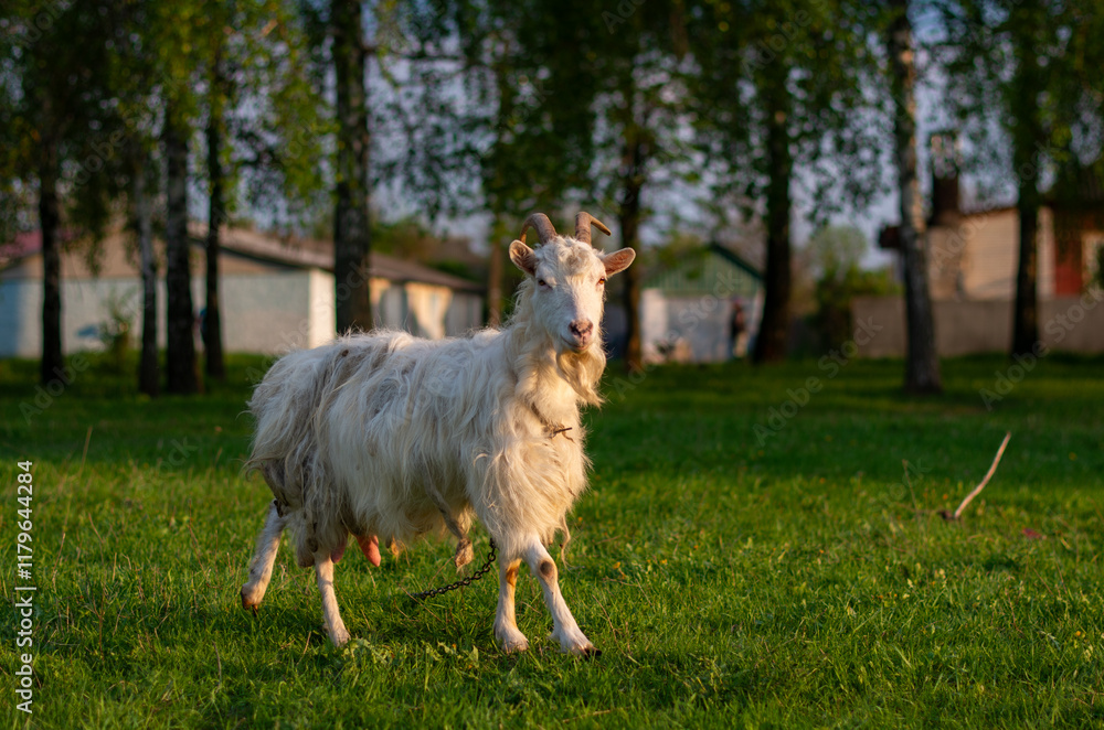 Obraz premium White goat in the meadow