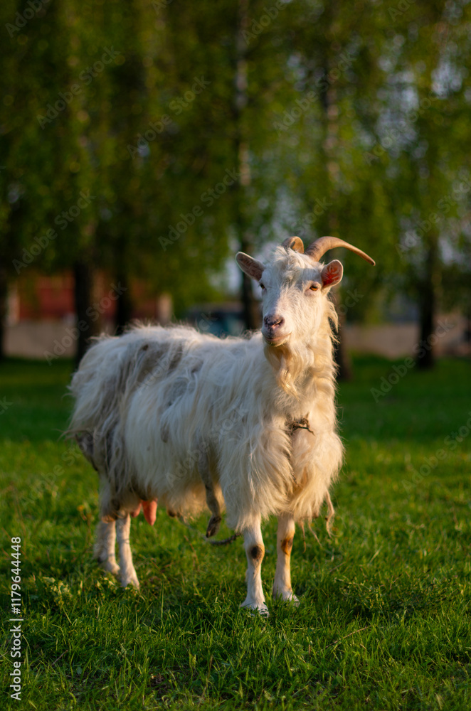 Obraz premium goat on the meadow