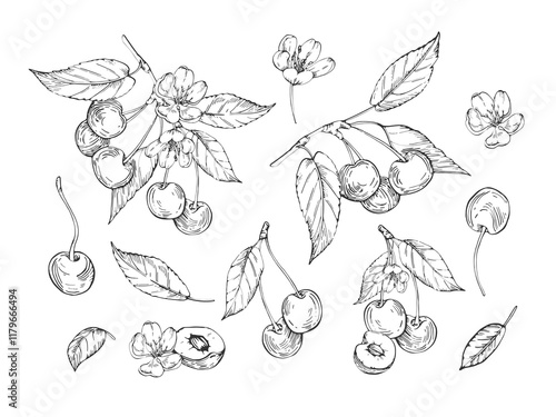 Cherry set of vector black and white illustrations hand drawn with ink. Leaves, berries and flowers of cherry on a white background. Isolated elements for label design