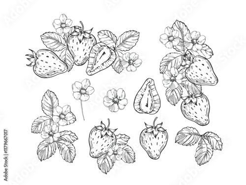 Strawberry set of vector black and white illustrations hand drawn with ink. Leaves, berries and flowers of strawberry on a white background. Template for label design