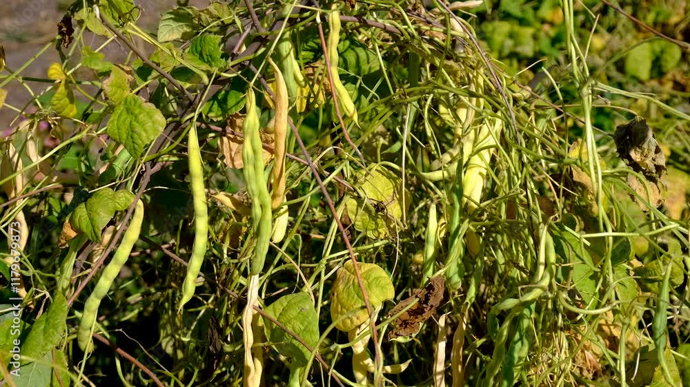 harvest in the bean garden. Selective focus. harvest in the bean garden. Selective focus.
