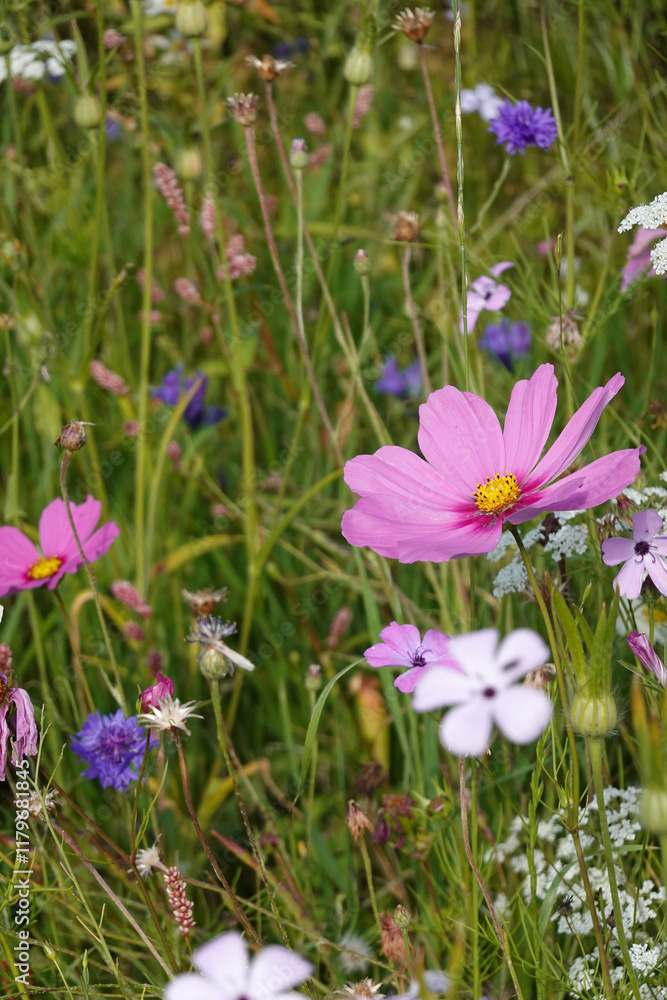 Beautiful british garden flowers background Beautiful british garden flowers background