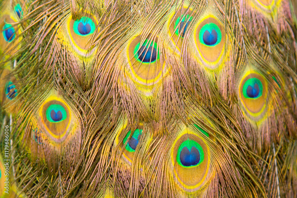 Fototapeta premium Extreme close up of blue adult peacock tails for mating in spring