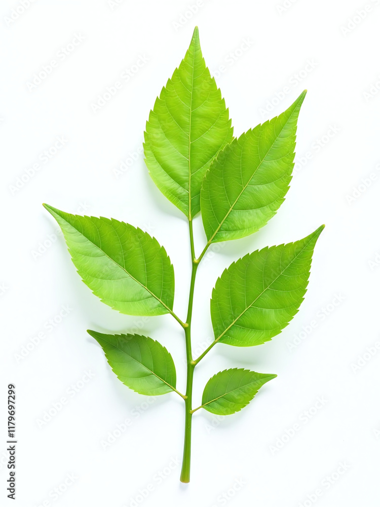 A Concept Representing Ecology Is A Picture Of Green Leaves Isolated Against A White Background Symbolizing Nature And Growth. 00001 A Concept Representing Ecology Is A Picture Of Green Leaves Isolated Against A White Background Symbolizing Nature And Growth. 00001