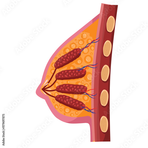 Anatomical illustration of the inner female breast with fatty tissue and milk pathways