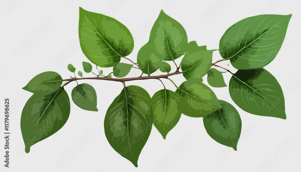 Emerald Canopy A Collection of Green Leaved.svg Emerald Canopy A Collection of Green Leaved.svg