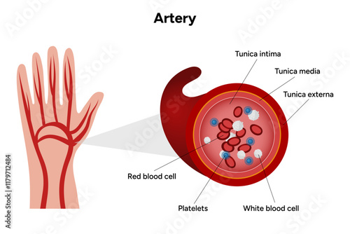 Red blood cell platelets white blood cell artery anatomy