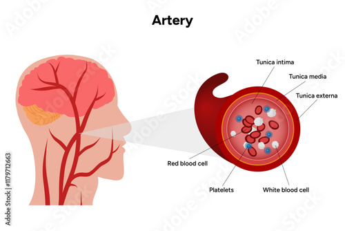 Red blood cell platelets white blood cell artery anatomy