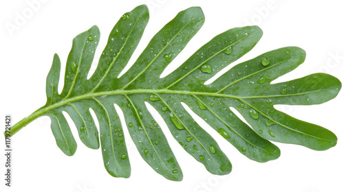 Fresh Green Leaf with Water Drops on White Background for Natural and Organic Themes