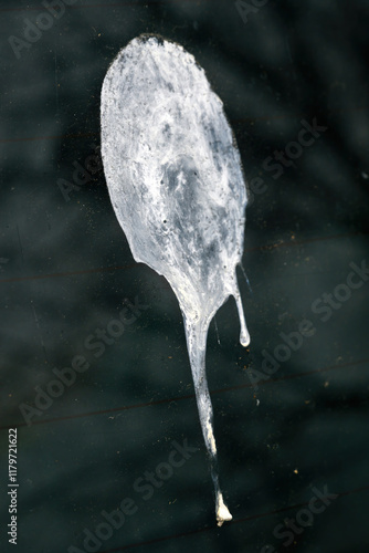 Bird poop on car windshield glass