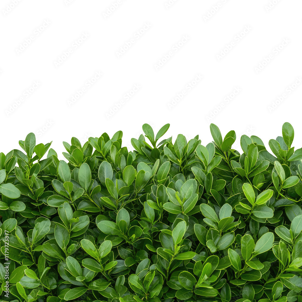 Obraz premium Lush Green Hedge Foliage with Vibrant Leaf Texture Ideal for Nature and Landscape Backgrounds