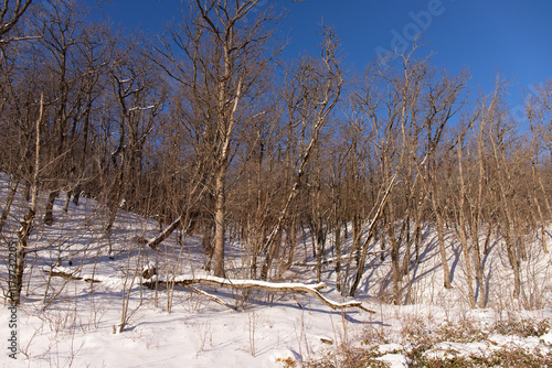 Beautiful sunrise in a small forest. Khyzy. Azerbaijan. photo