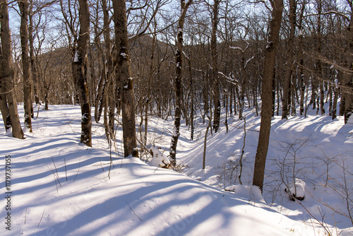 Beautiful sunrise in a small forest. Khyzy. Azerbaijan. photo