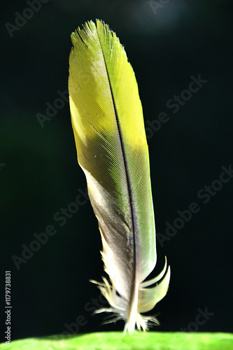 Green Parrot Feather Pasadena California Parrots