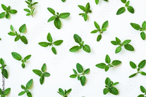 Isolated fresh thyme on a white background top view flat lay