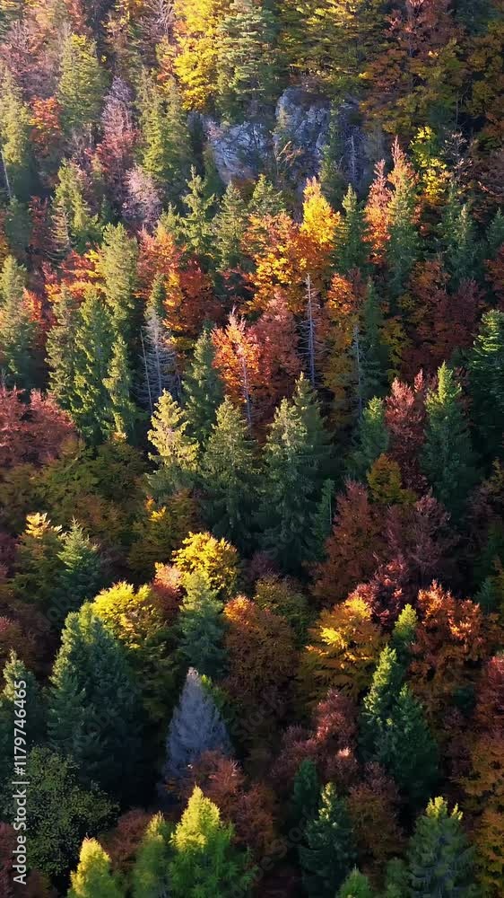 Vertical aerial view of colorful autumn trees in a hilly forest landscape. Vertical aerial view of colorful autumn trees in a hilly forest landscape.