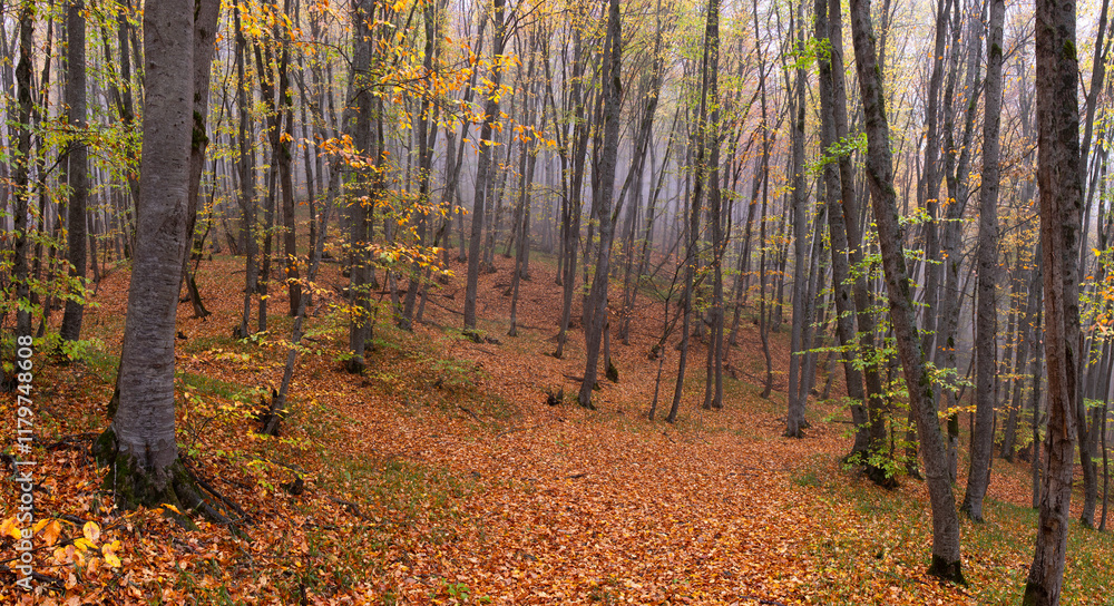 Fallen yellow leaves lie on the ground in the autumn forest. Fallen yellow leaves lie on the ground in the autumn forest.