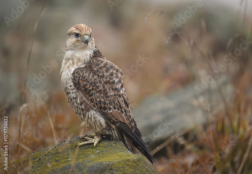 Saker falcon ( falco cherrug ) close up