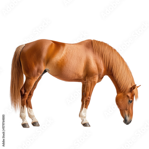 Beautiful chestnut horse standing gracefully with a shiny coat and elegant posture in a neutral studio background