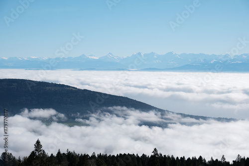 View of Alps with cloud inversion, from Jura mountain and foreground pine tree silhouette