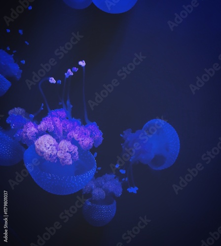 Purple jellyfish.  photo