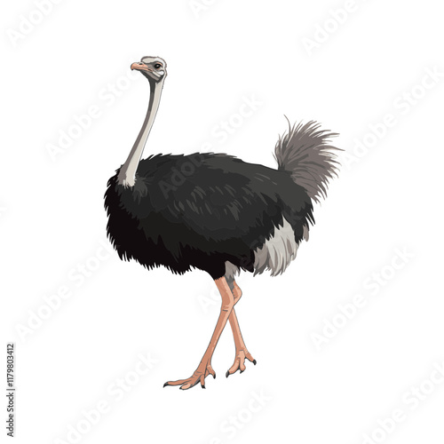 Realistic Clip Art of a Large ostrich walking gracefully in a clear setting, showcasing its striking feathers and unique stance