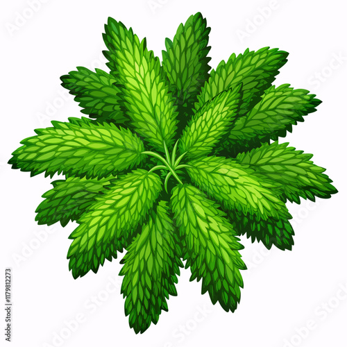 A Wodyetia Bifurcata vector illustration (2)