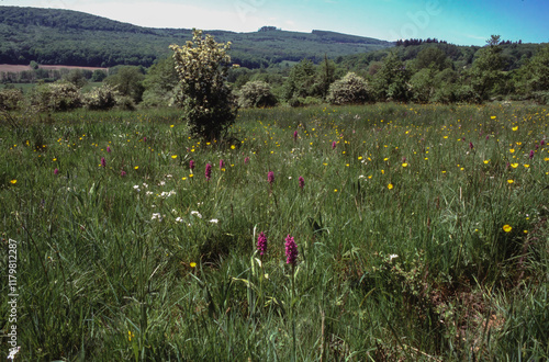 pasture with purple blooming Dactylorhiza majalis or broad-leaved marsh orchid photo