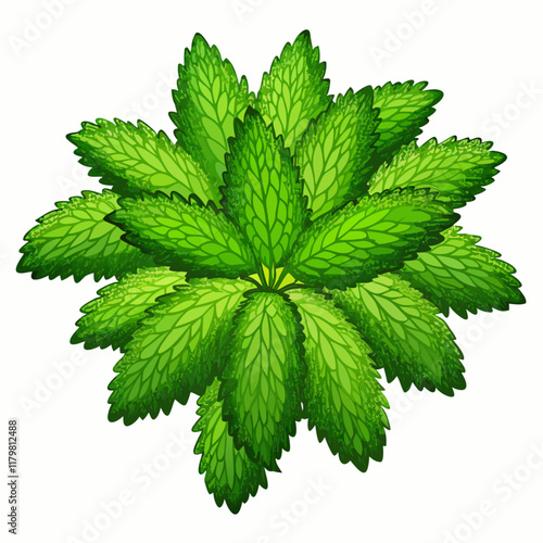 A Wodyetia Bifurcata vector illustration (4)