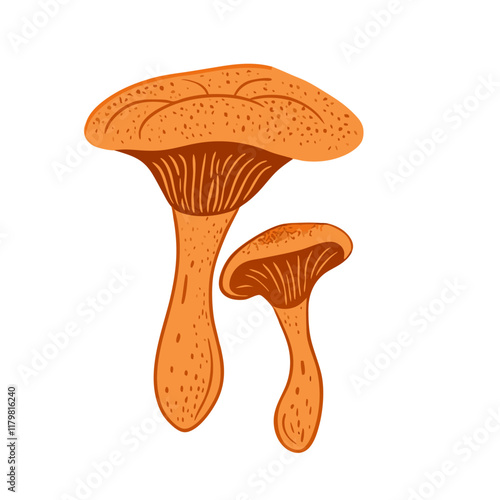 Vector illustration of a chanterelle mushroom Handdrawn (5)