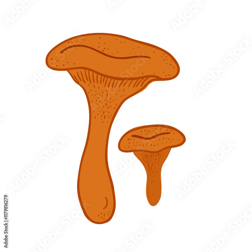 Vector illustration of a chanterelle mushroom Handdrawn (6)