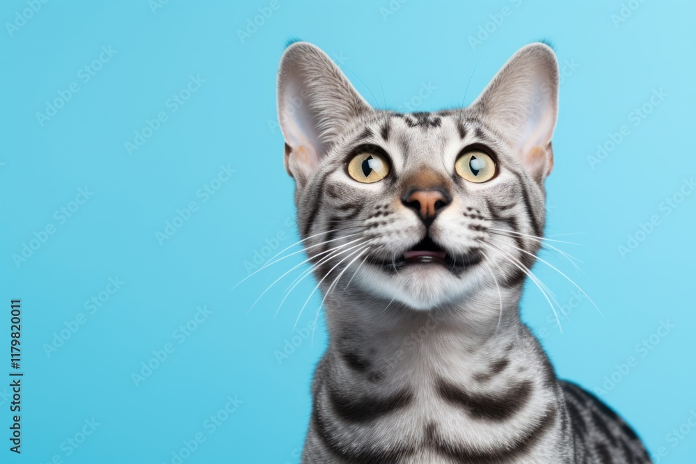 Portrait of a happy egyptian mau cat isolated on soft blue background Portrait of a happy egyptian mau cat isolated on soft blue background