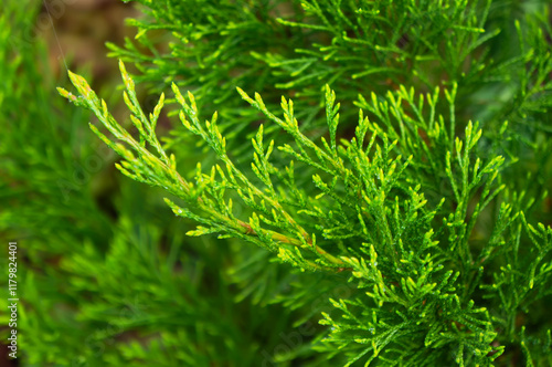 Green Growing Branch of Evergreen Conifer Tree Thuja Arborvitae.  photo