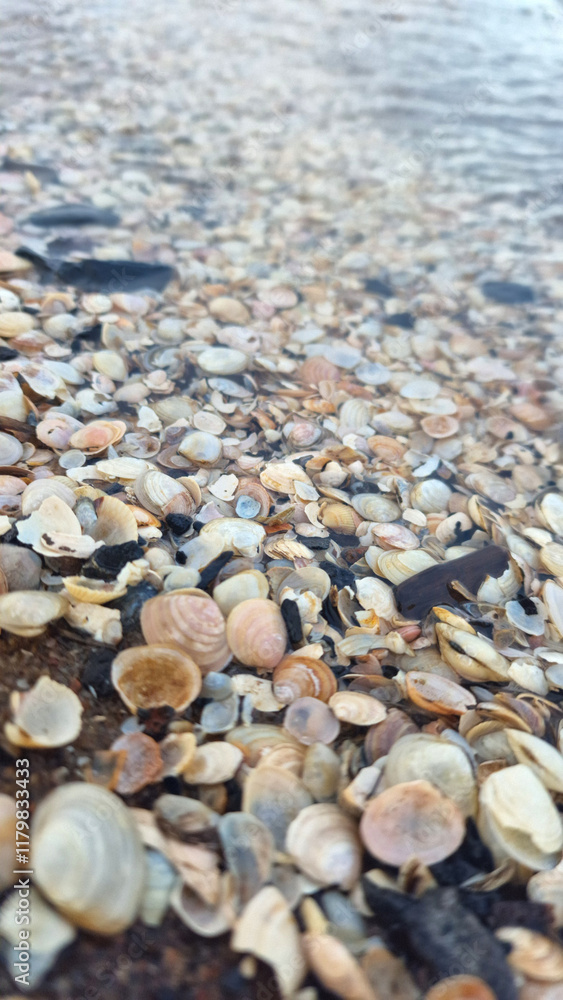 Close-Up of Seashells on a Wet Sandy Shore Close-Up of Seashells on a Wet Sandy Shore