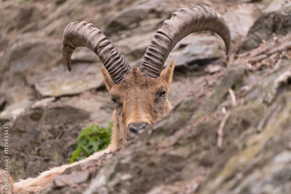 A closeup portrait of a West Caucasian tur (Capra Caucasica) A closeup portrait of a West Caucasian tur (Capra Caucasica)