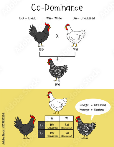 Co-Dominance Infographic Diagram example chicken, Checkered, Chicken Black and white.