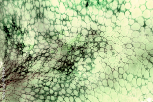 The texture of the wet skin of a large octopus. Bright abstract background.