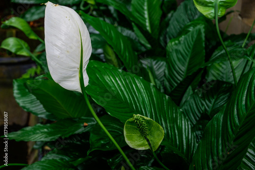 close up of beautiful Peace Lily white flower. Spathyphyllum walliisii. Araceae family. photo