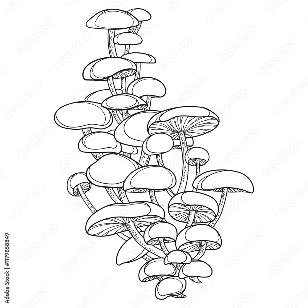Bunch with outline Flammulina velutipes or velvet foot in black isolated on white background. Bunch with outline Flammulina velutipes or velvet foot in black isolated on white background.