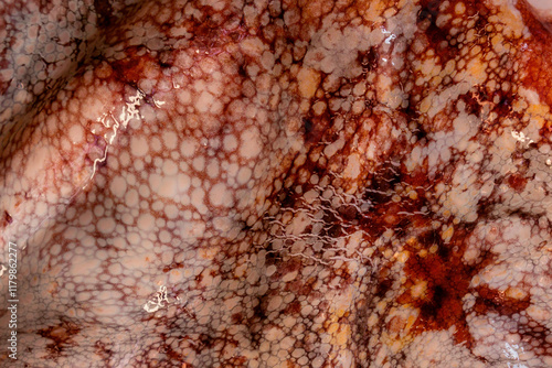 The texture of the wet skin of a large octopus. Bright abstract background.
