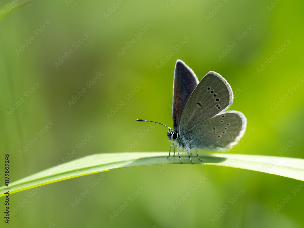 Small Blue Butterfly Resting on Grass Small Blue Butterfly Resting on Grass